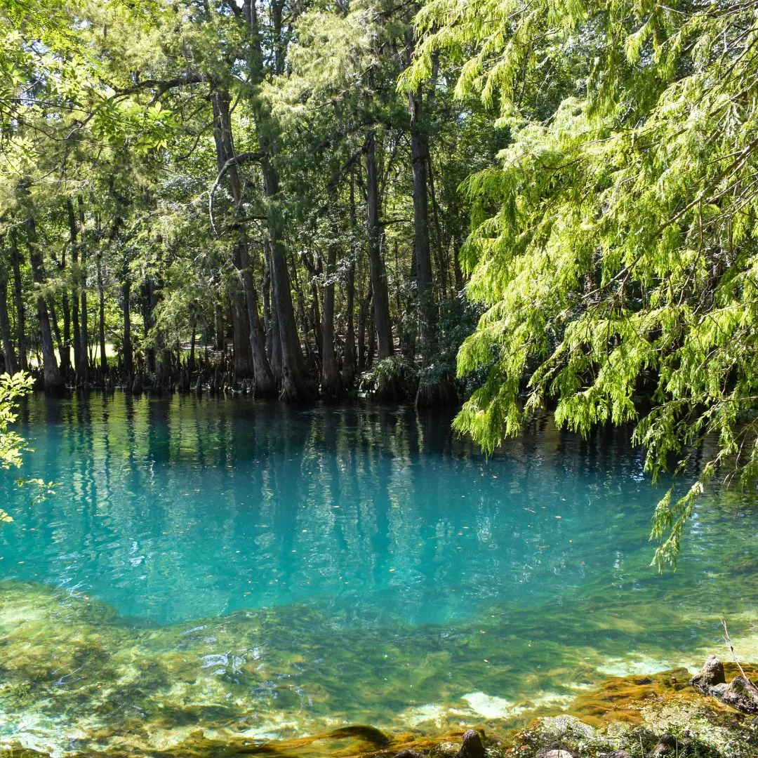 The Wood Doctor providing professional tree service in Alachua, FL