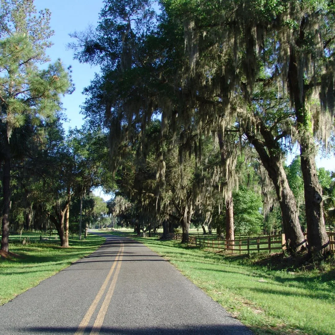 The Wood Doctor providing professional tree service in Citra, FL