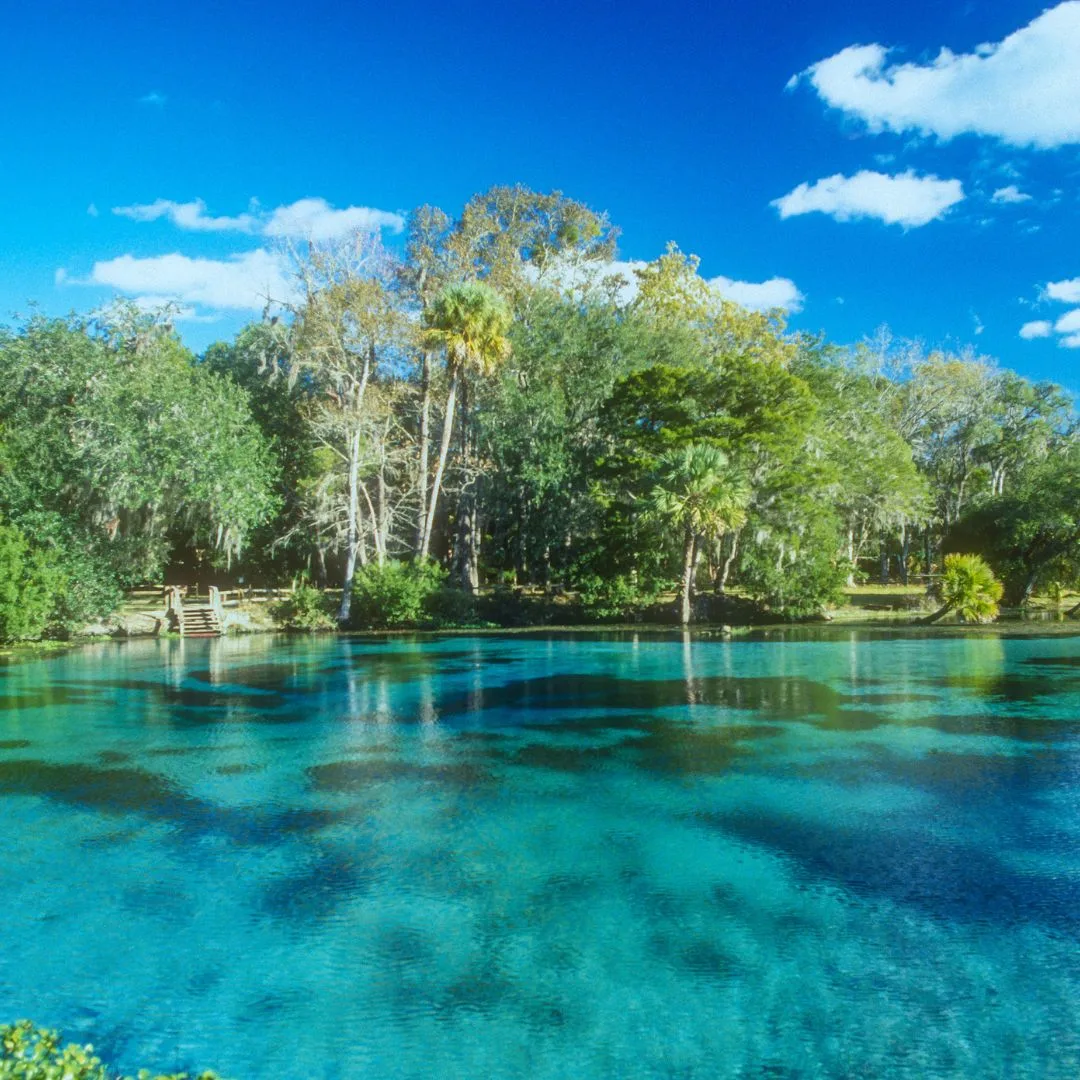 The Wood Doctor providing professional tree service in High Springs, FL