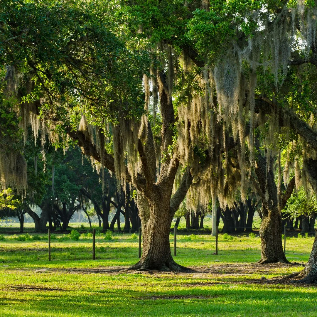 The Wood Doctor providing professional tree service in Newberry, FL
