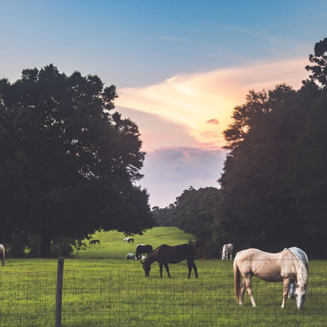 Professional tree service on a rural property in Williston, FL — The Wood Doctor Tree Service