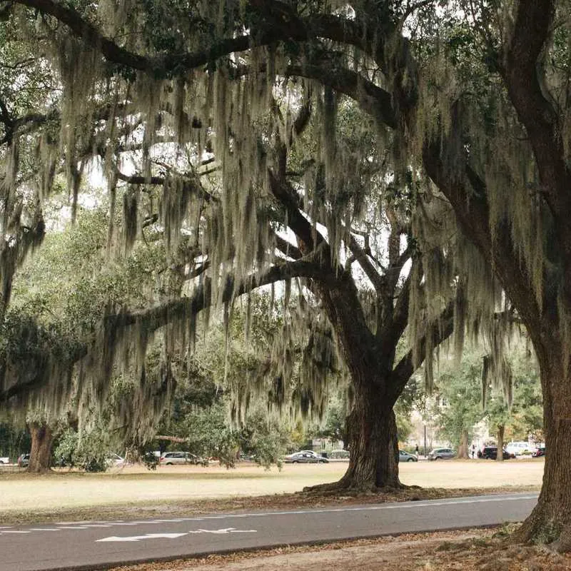 Sprawling live oak trees lining a neighborhood in Gainesville, FL — The Wood Doctor Tree Service
