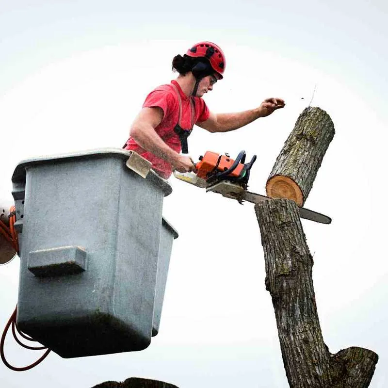 A professional crew safely removing a large tree in Gainesville, FL
