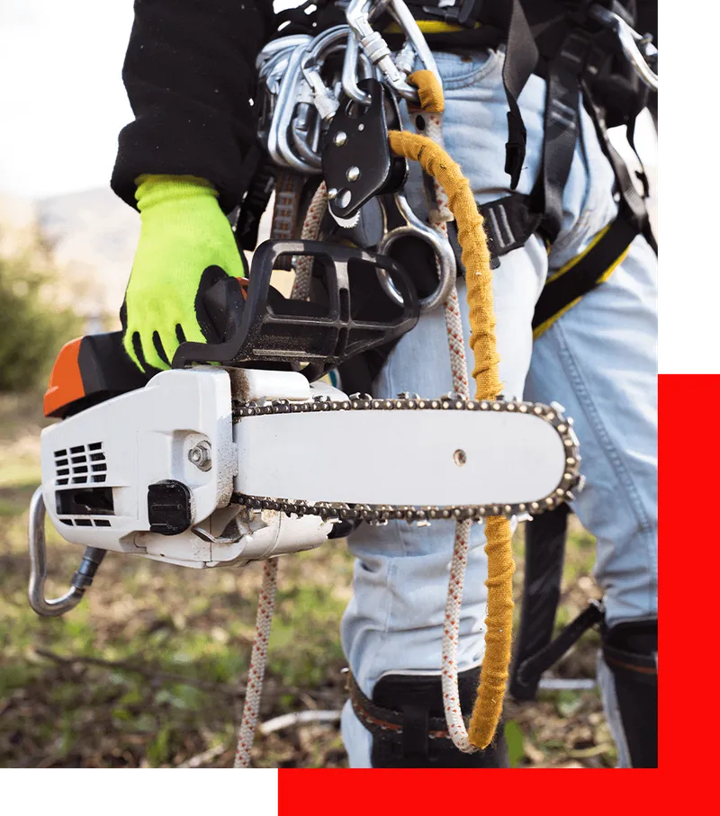 A professional in safety gear holding a chainsaw during an emergency tree removal in Gainesville, FL