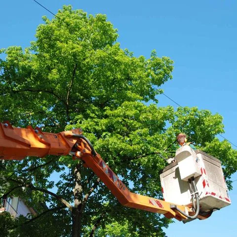 A bucket truck crew trimming limbs high in a tree canopy in Gainesville, FL