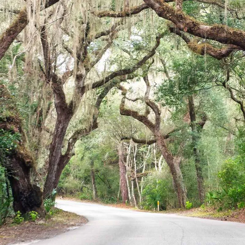 Florida trees during winter along a Gainesville, FL property under the city's thick tree canopy