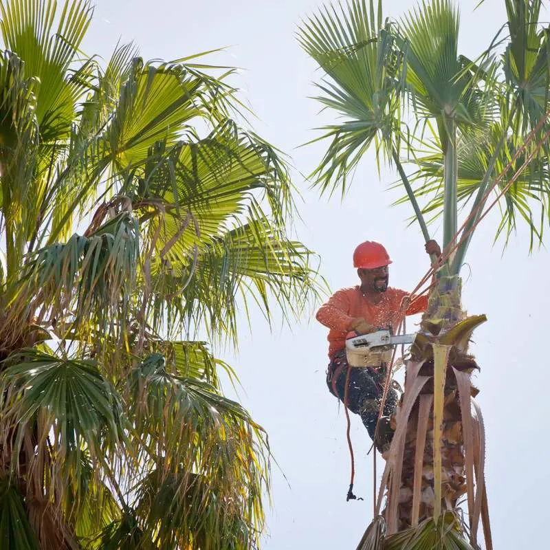 An arborist trimming the fronds of a palm tree in Florida