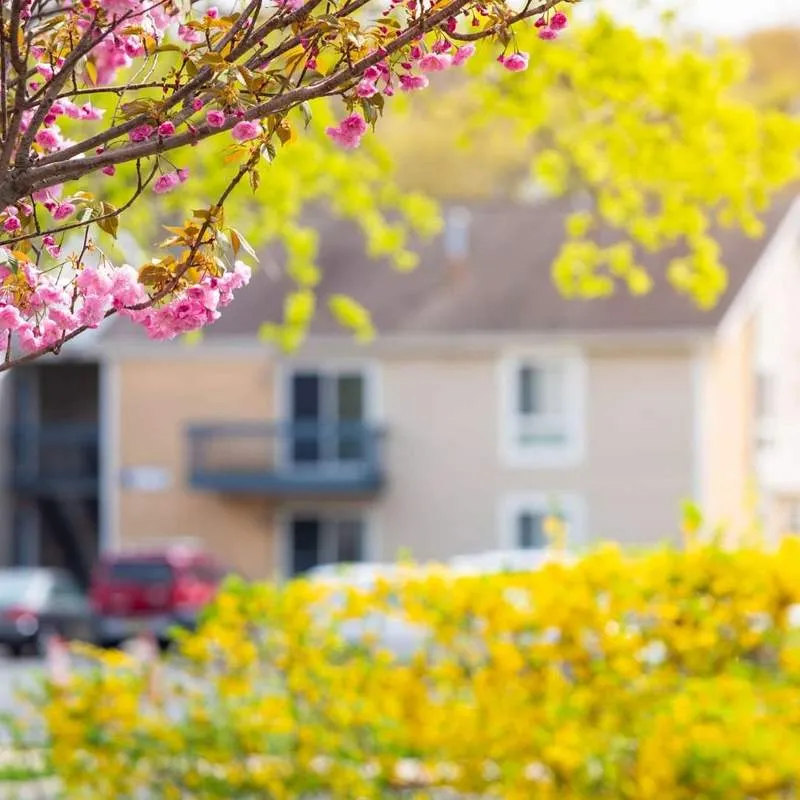 A flowering tree at a Gainesville, Florida apartment complex ready for late winter tree pruning and deadwood removal.