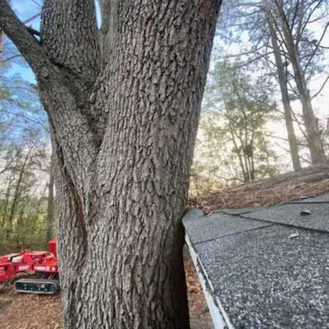 A tree trunk growing directly against a house roof and gutter, requiring precision cutting