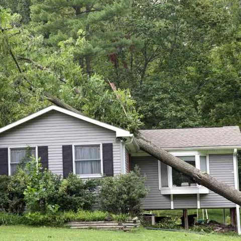 A large tree that fell onto a home's roof during a storm