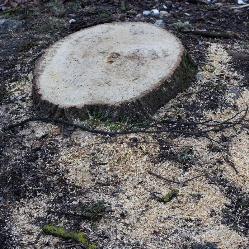 Freshly cut tree stump surrounded by sawdust and wood chips, ready to be ground out