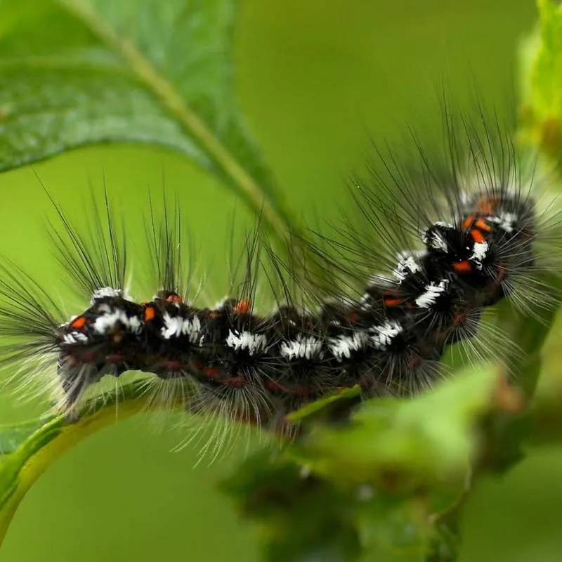 A tent caterpillar on a tree branch, a common tree pest threatening oaks and elms in Gainesville, FL during summer.