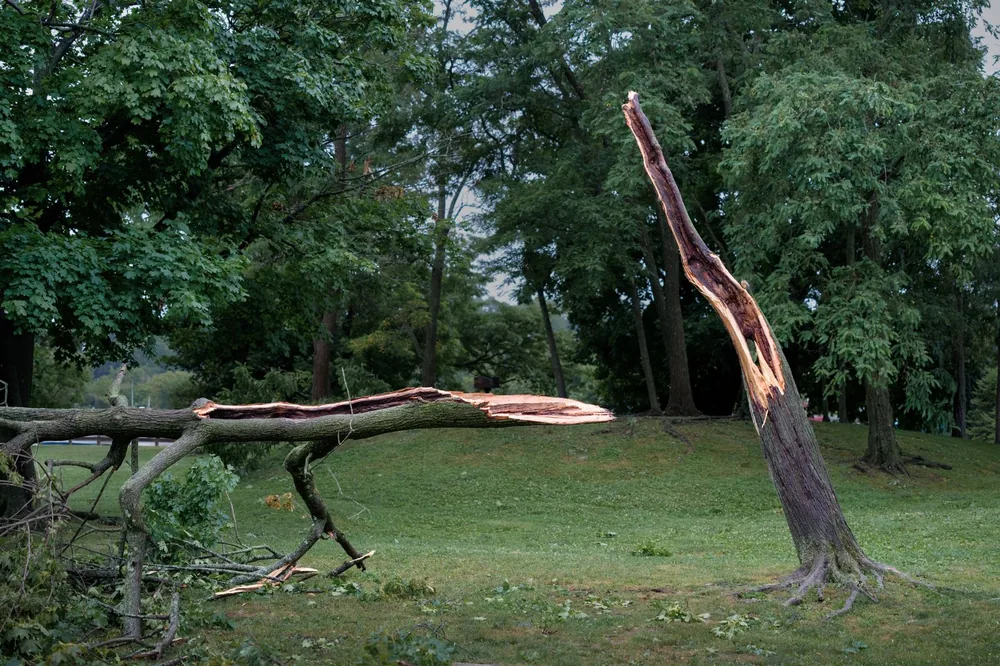A tree trunk snapped and splintered by severe storm damage in a grassy park