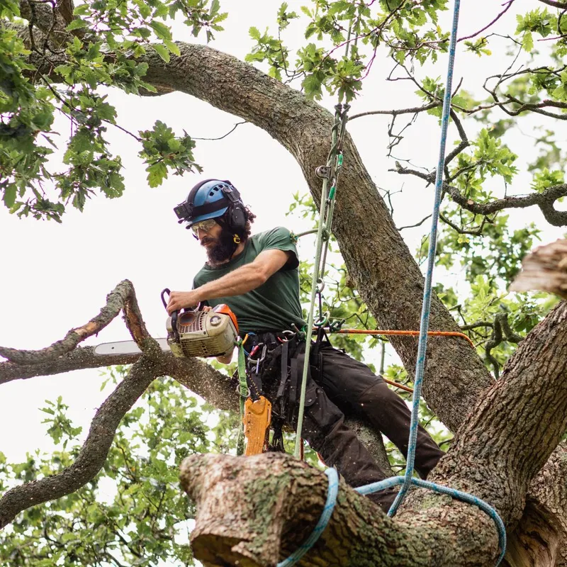 A harnessed arborist in a helmet using a chainsaw to prune branches high in a large oak tree in Gainesville, North Central Florida.