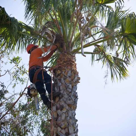 An arborist in safety gear climbing and trimming a palm tree in Gainesville, FL