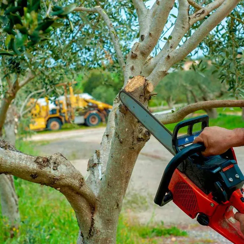 A certified arborist carefully pruning a tree in Gainesville, FL