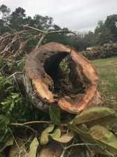 Storm-damaged tree being cleared