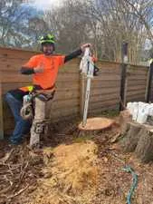 Tree removal in progress