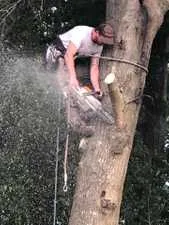 Tree trimming and pruning