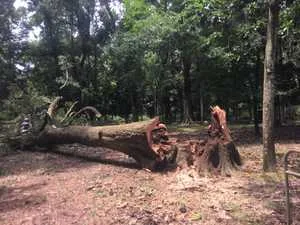 Storm damage cleanup