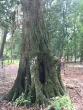 Working on a large tree