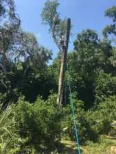 Removing a tree from a property