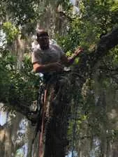 Crew trimming tree branches
