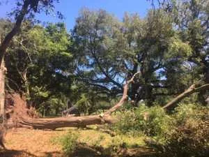 Storm-damaged tree removal