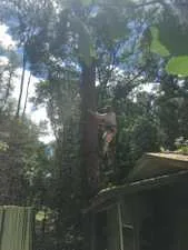 Tree trimming work