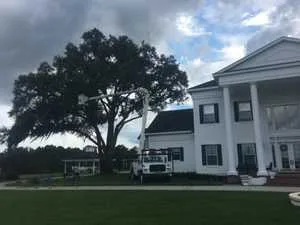 Tree trimming and shaping