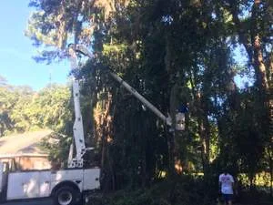 Pruning a tree canopy