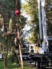 Tree trimming service
