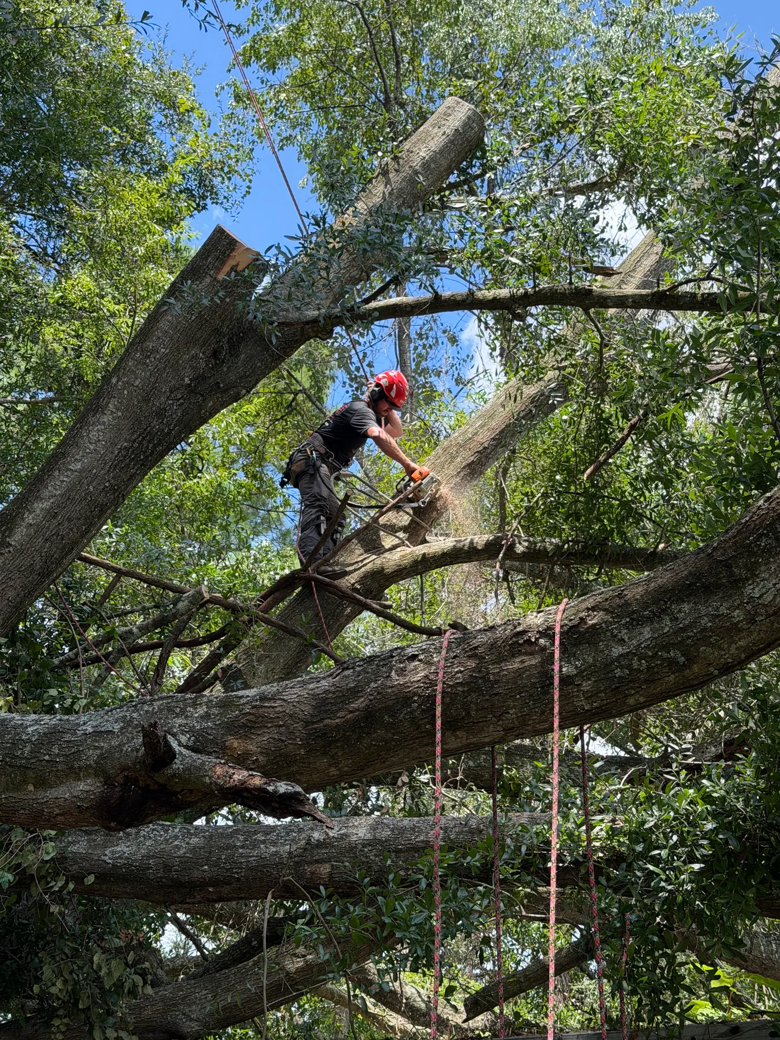 The Wood Doctor Tree Service climber roped in a tree canopy making a precision cut with a chainsaw